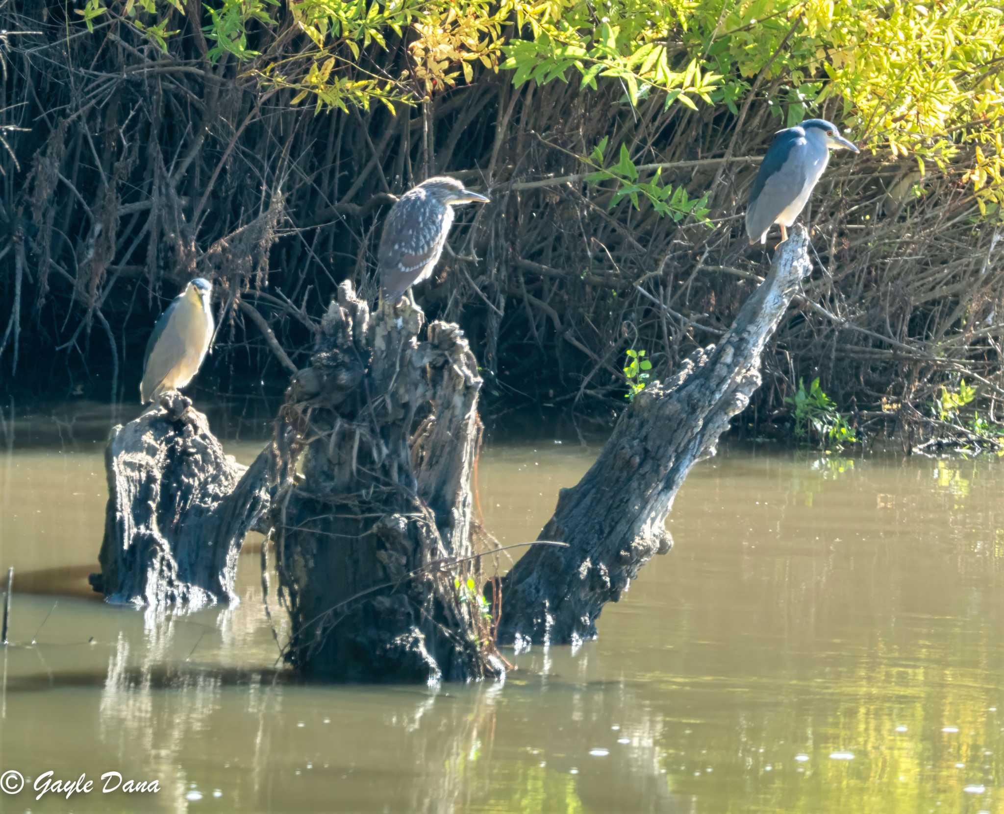 Black crowned Night Herons